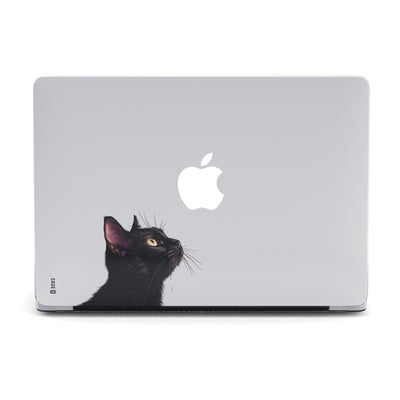 Curious Cat